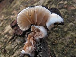 Crepidotus cesatii