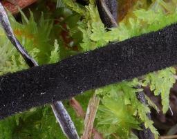 Trichoglossum hirsutum