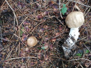 Agaricus augustus