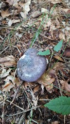 Russula cyanoxantha