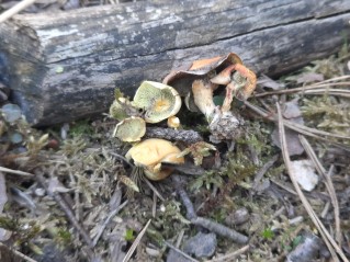 Hypholoma fasciculare var. pusillum
