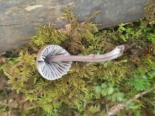 Mycena leptocephala