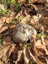 Hygrophorus marzuolus