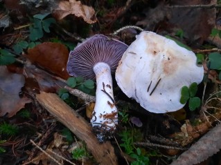 Cortinarius camphoratus