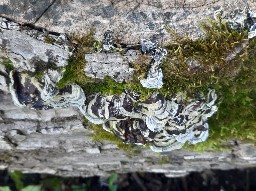 Auricularia mesenterica