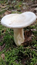 Entoloma sinuatum