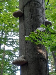 Fomes fomentarius