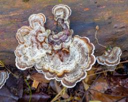 Auricularia mesenterica