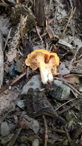 Cantharellus friesii