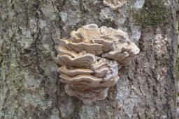 Trametes trogii