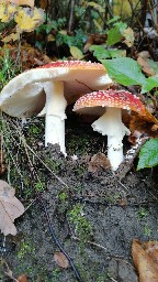 Amanita muscaria