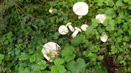 Aspropaxillus giganteus