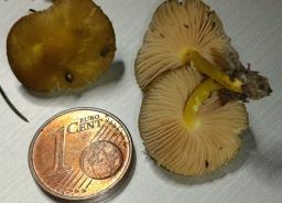Pluteus vellingae