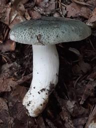 Russula virescens