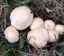 Hygrophorus ligatus