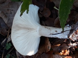 Clitocybe nebularis