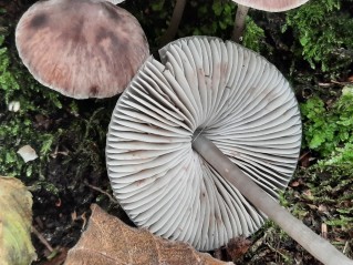 Mycena polygramma