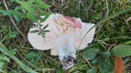 Russula persicina