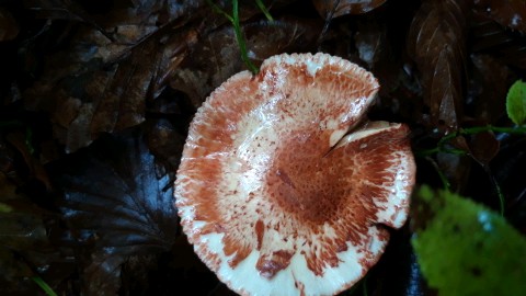 Cortinarius bolaris