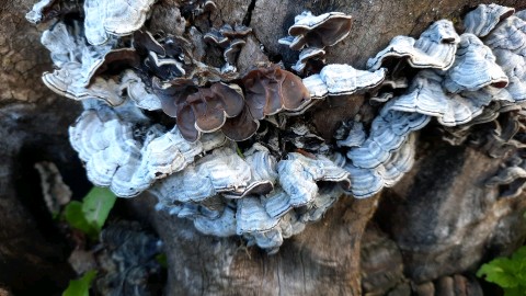 Auricularia mesenterica