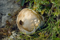 Lycoperdon excipuliforme