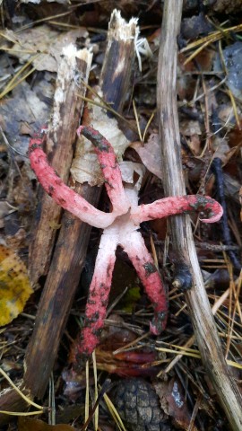 Clathrus archeri