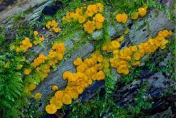 Calycina citrina