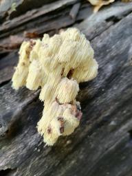 Hericium cirrhatum