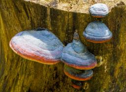 Fomitopsis pinicola