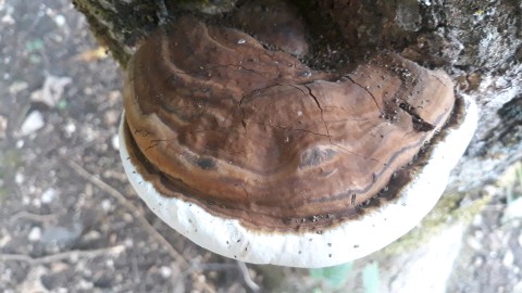 Ganoderma applanatum