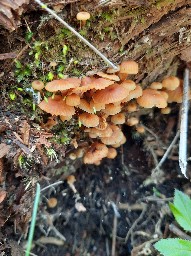 Xeromphalina campanella