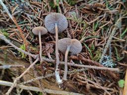 Mycena flos-nivium