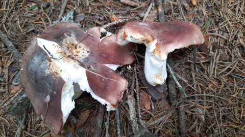 Russula vesca