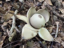 Geastrum michelianum