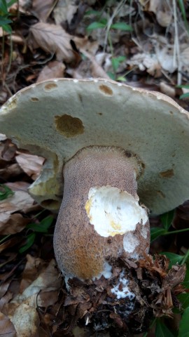 Boletus reticulatus