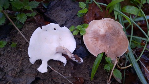 Lentinus substrictus