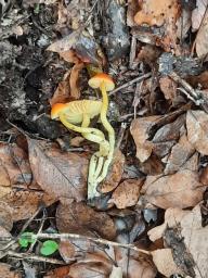 Hygrocybe