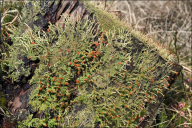 Cladonia macilenta