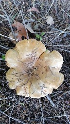 Paxillus rubicundulus