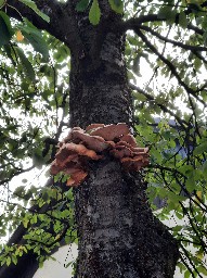 Laetiporus sulphureus