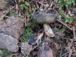 Helvella queletii