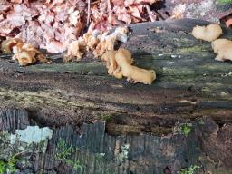 Pleurotus cornucopiae