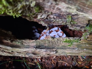 Ceratiomyxa fruticulosa