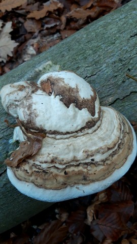 Fomes fomentarius