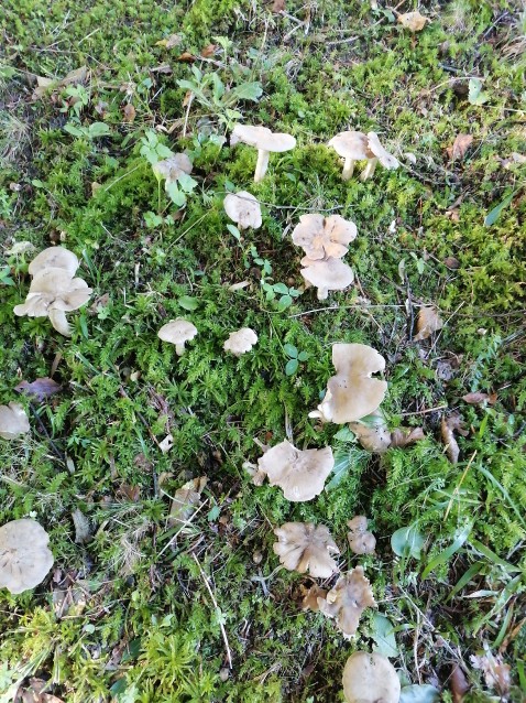 Entoloma rhodopolium