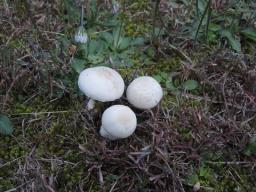 Leucoagaricus leucothites