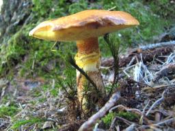 Suillus grevillei