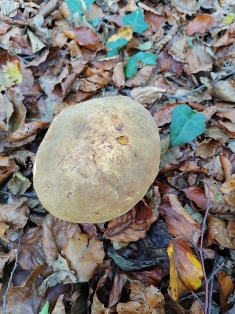 Neoboletus erythropus