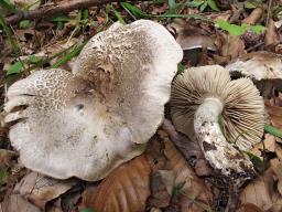 Tricholoma filamentosum