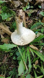 Russula heterophylla